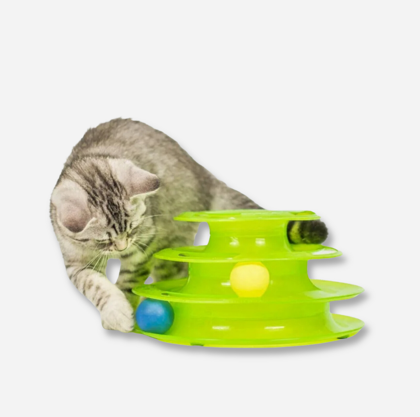 Cat tower fun
